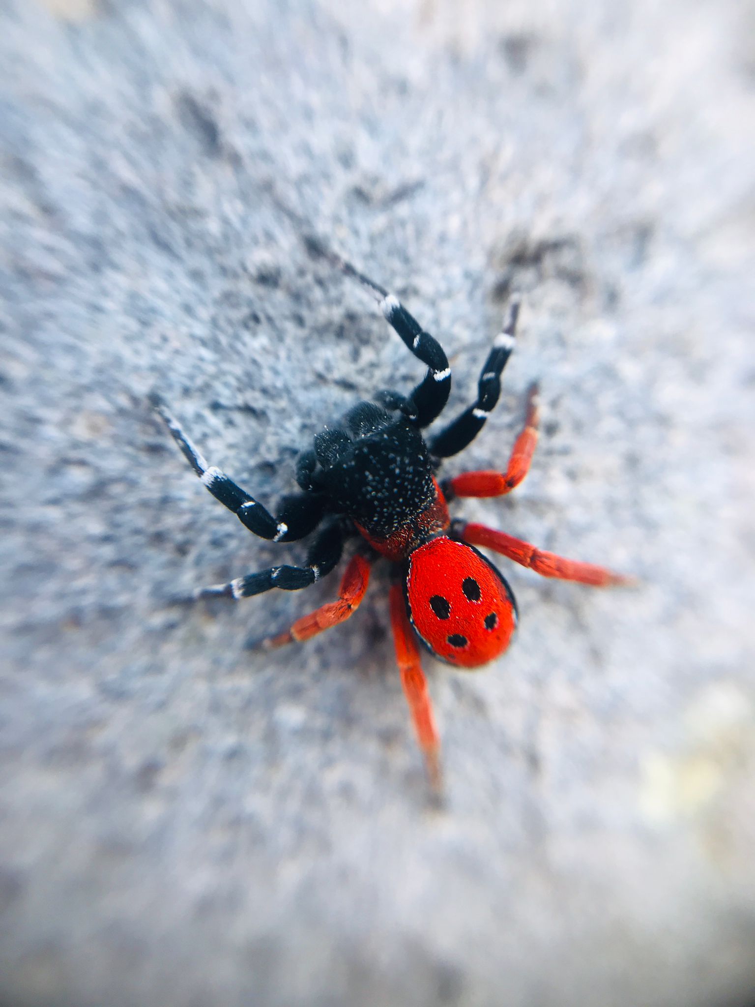 Cebrail Keles Zehirli Ugur Bocegi Orumcegi (1)