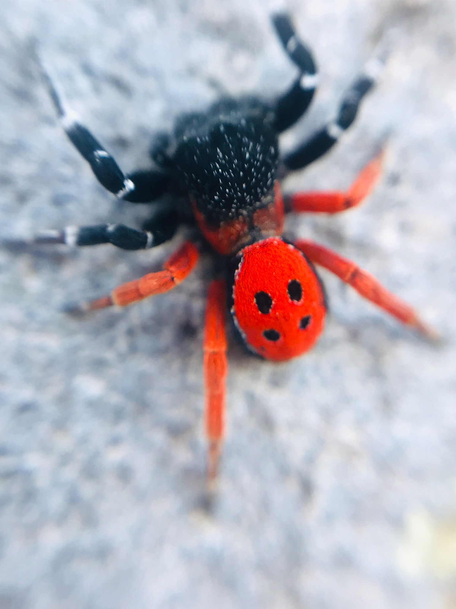 Cebrail Keles Zehirli Ugur Bocegi Orumcegi (4)