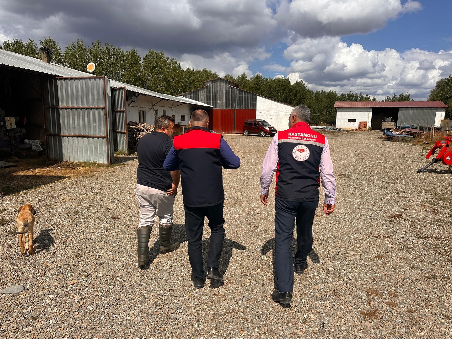 İhsangazi’de Hayvancılık Çalışmaları Yerinde Incelendi (1)