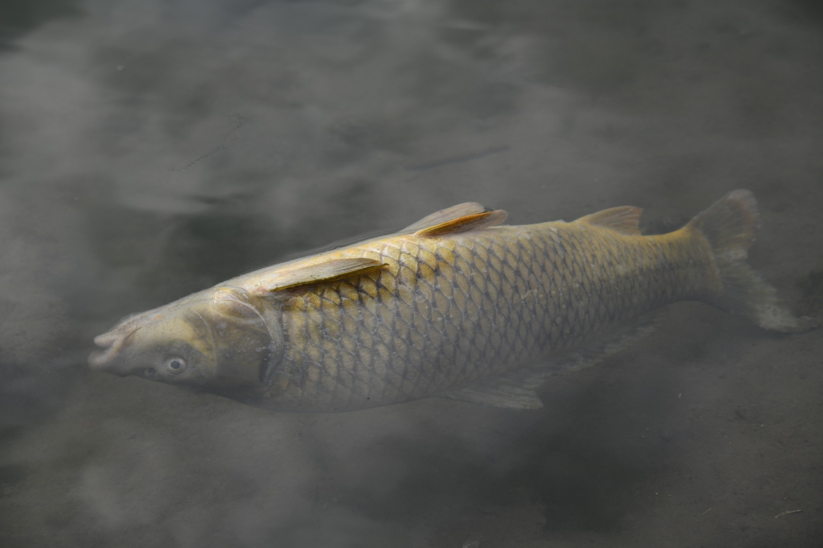 Kastamonu'da Balıklar Kıyıya Vurdu (2)