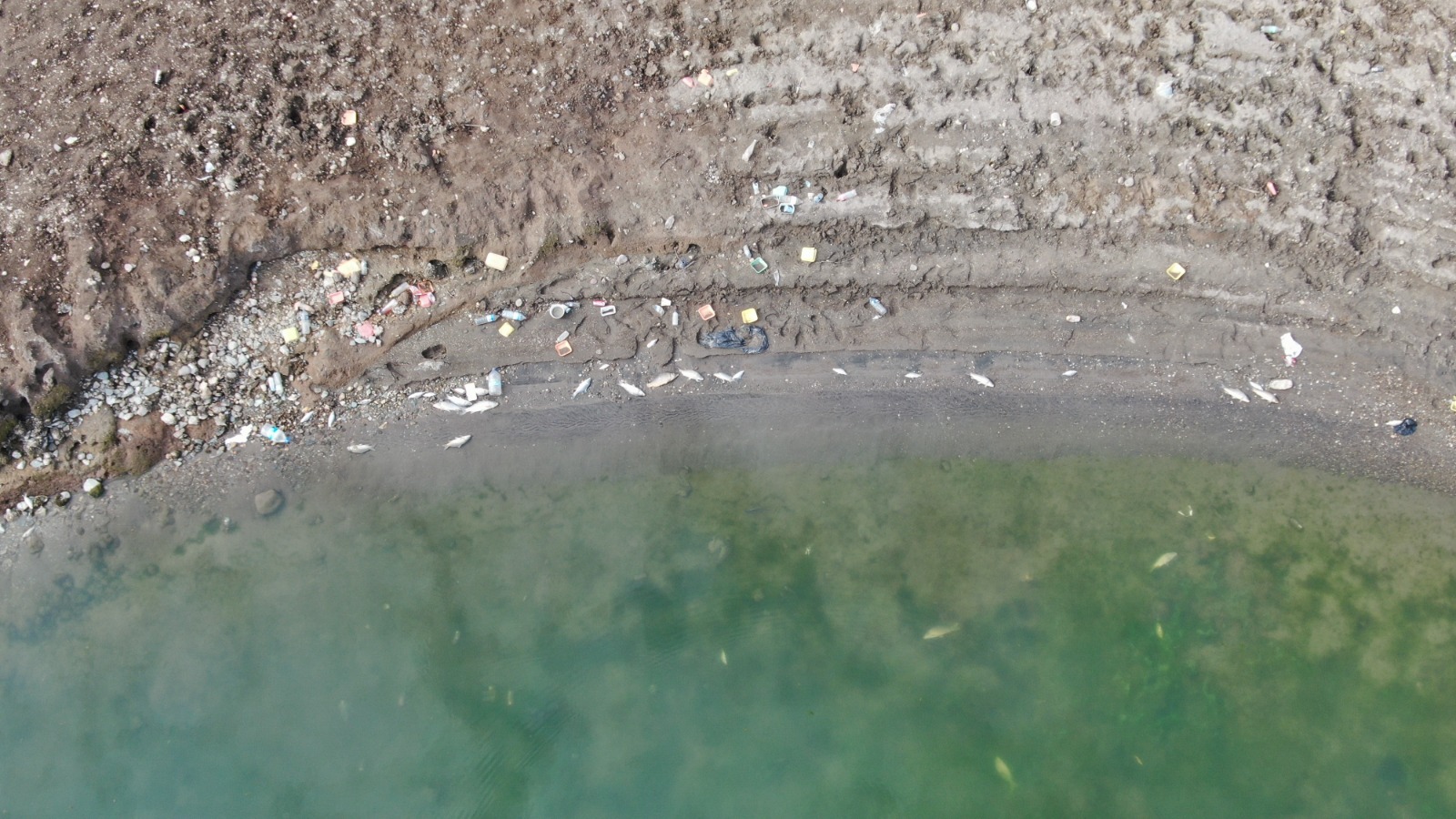 Kastamonu'da Balıklar Kıyıya Vurdu (3)