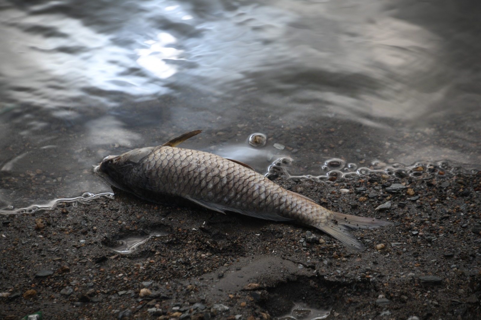 Kastamonu'da Balıklar Kıyıya Vurdu (4)