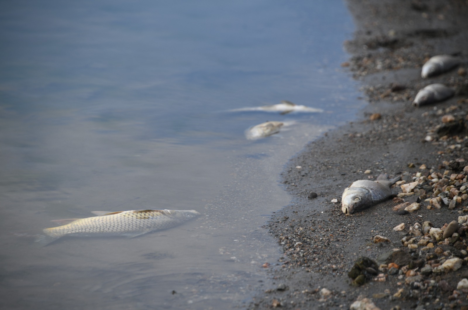 Kastamonu'da Balıklar Kıyıya Vurdu (5)