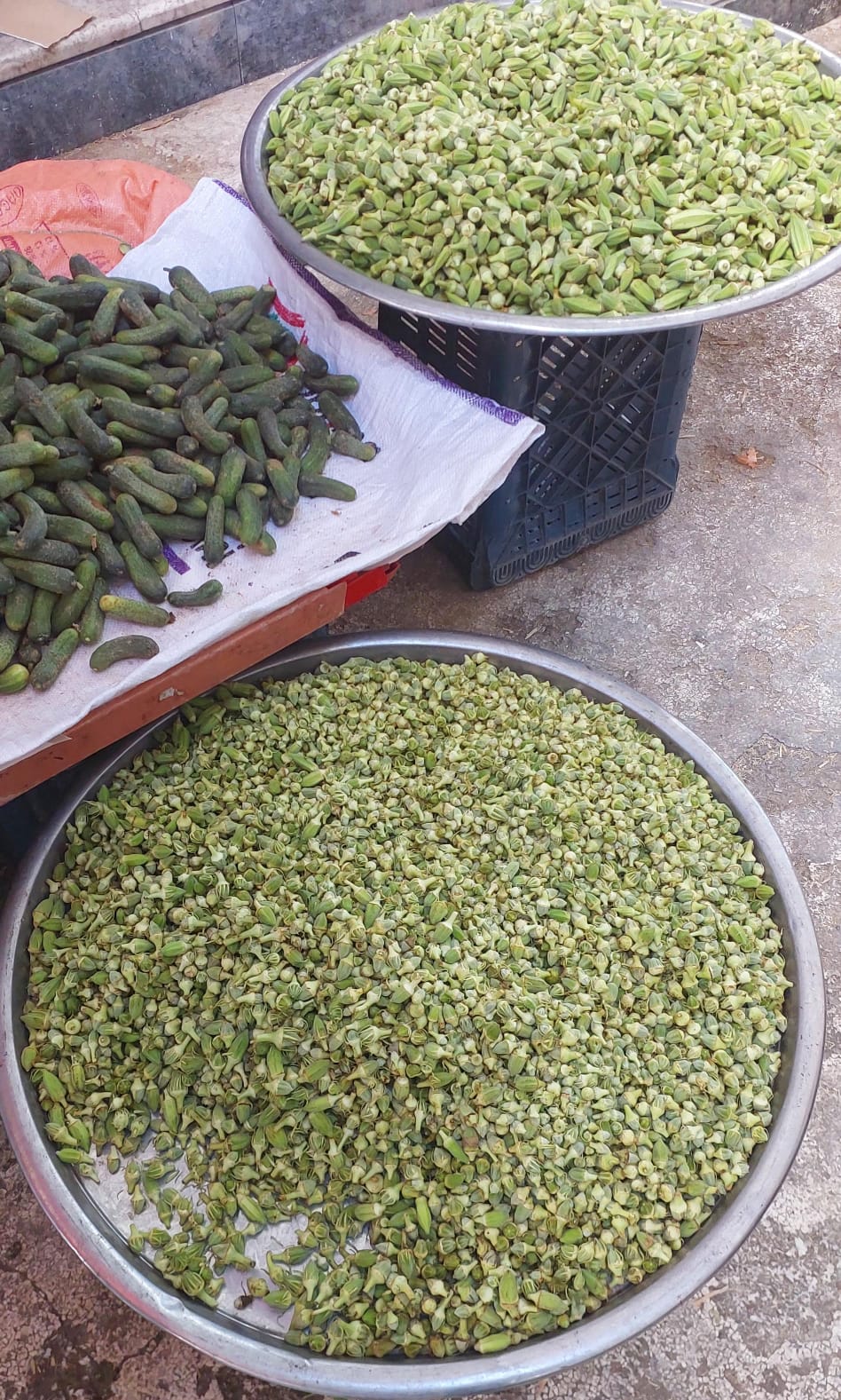 Kuru Bamya Kastamonu'da Altın Dönemini Yaşıyor (2)