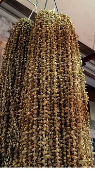 Kuru Bamya Kastamonu'da Altın Dönemini Yaşıyor (3)