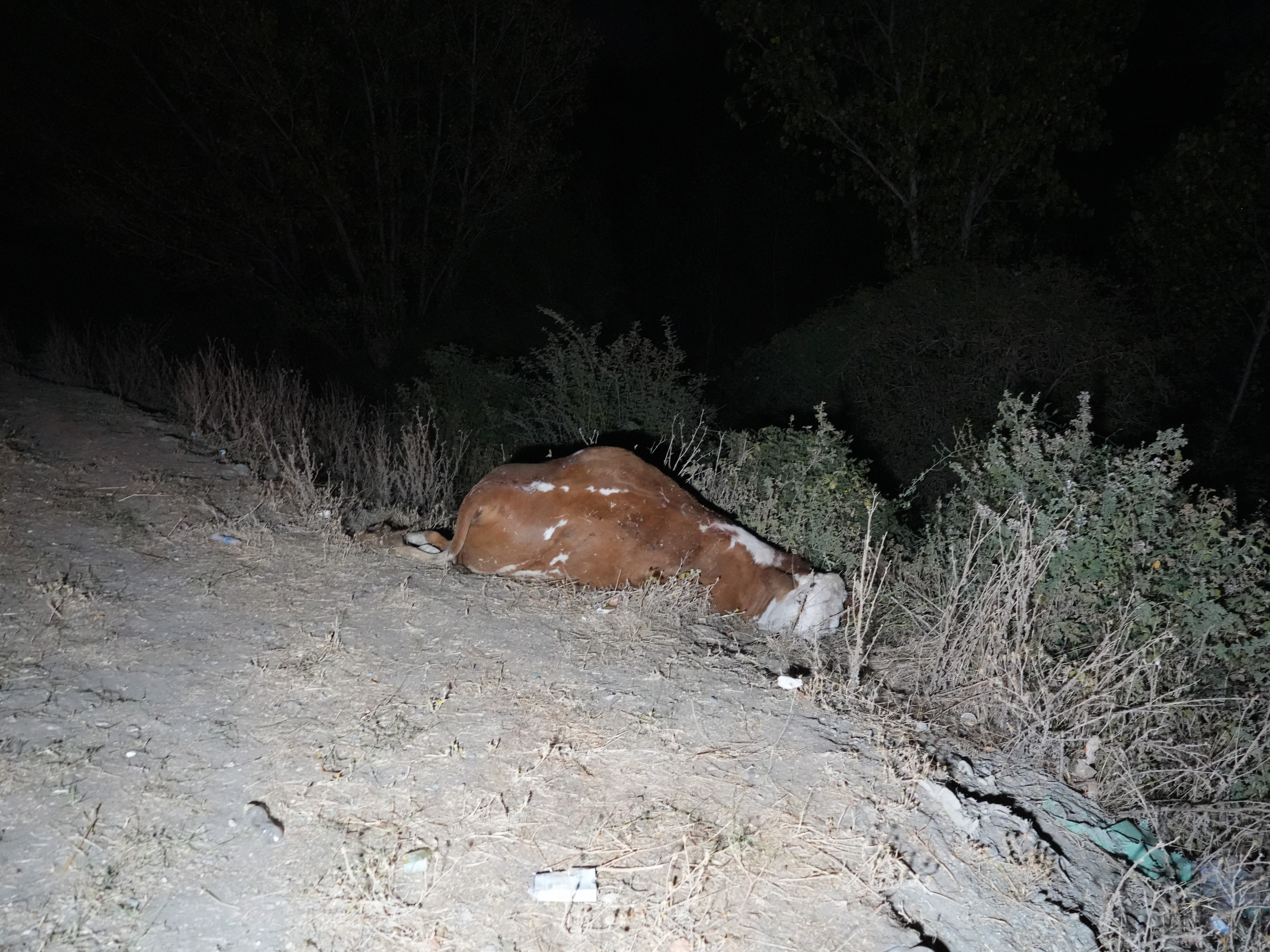 Otobüs Ve Cip Kazasında 3 Inek Telef Oldu-1