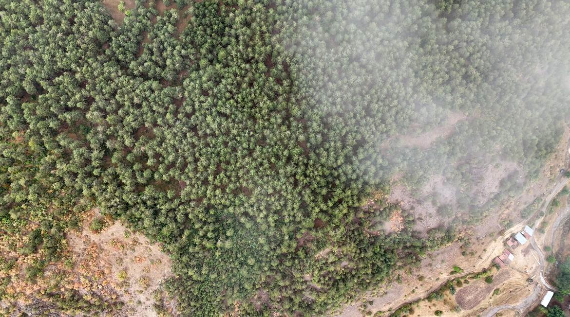 Sis Ormanları Sarınca Kastamonu Masala Döndü (1)