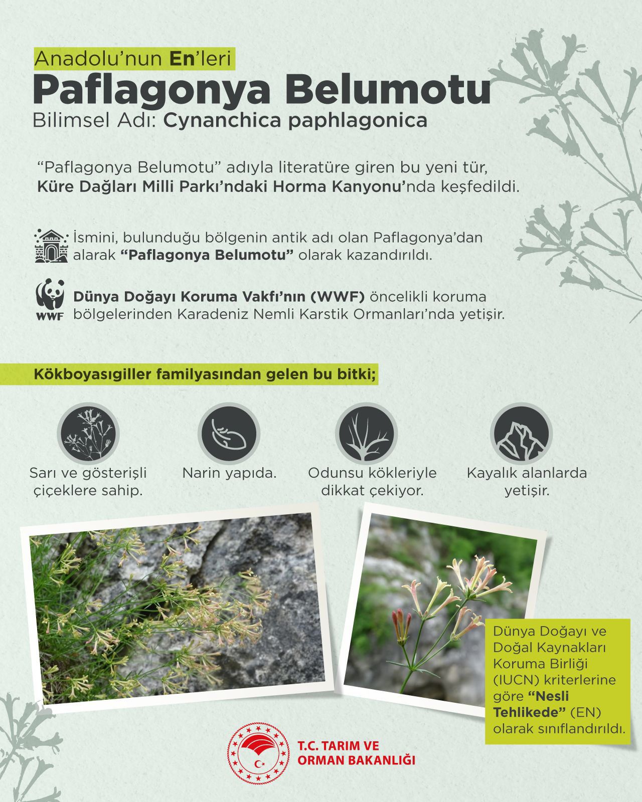 yeni endemik bitki kastamonu küre