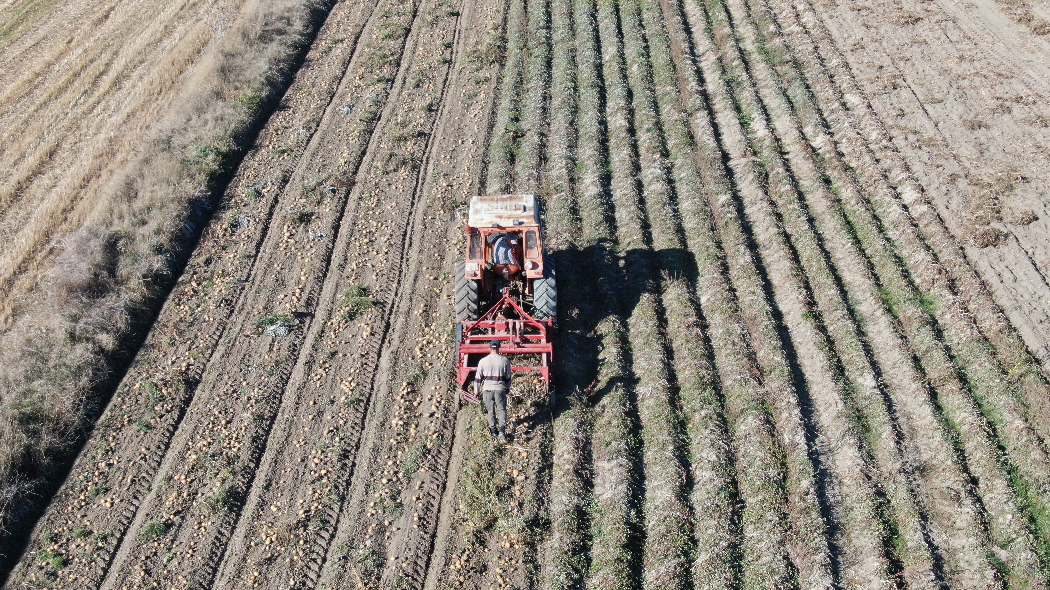 Devrekani’de 205 Üretici 5 Bin Ton Patates Hasat Etti (4)