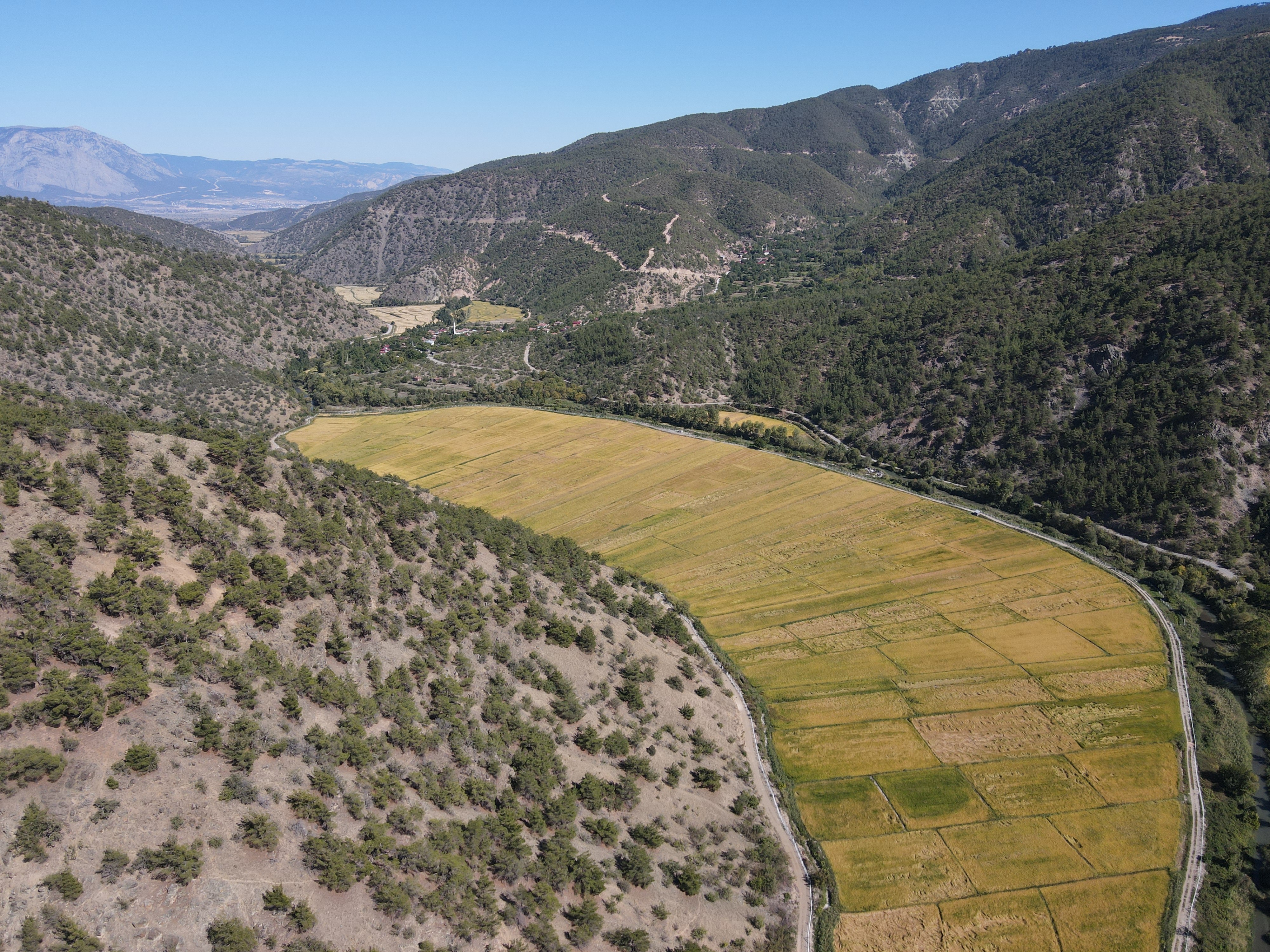 Domuzların Talan Ettiği Çeltik Tarlaları Yeniden Verimle Buluştu (1)