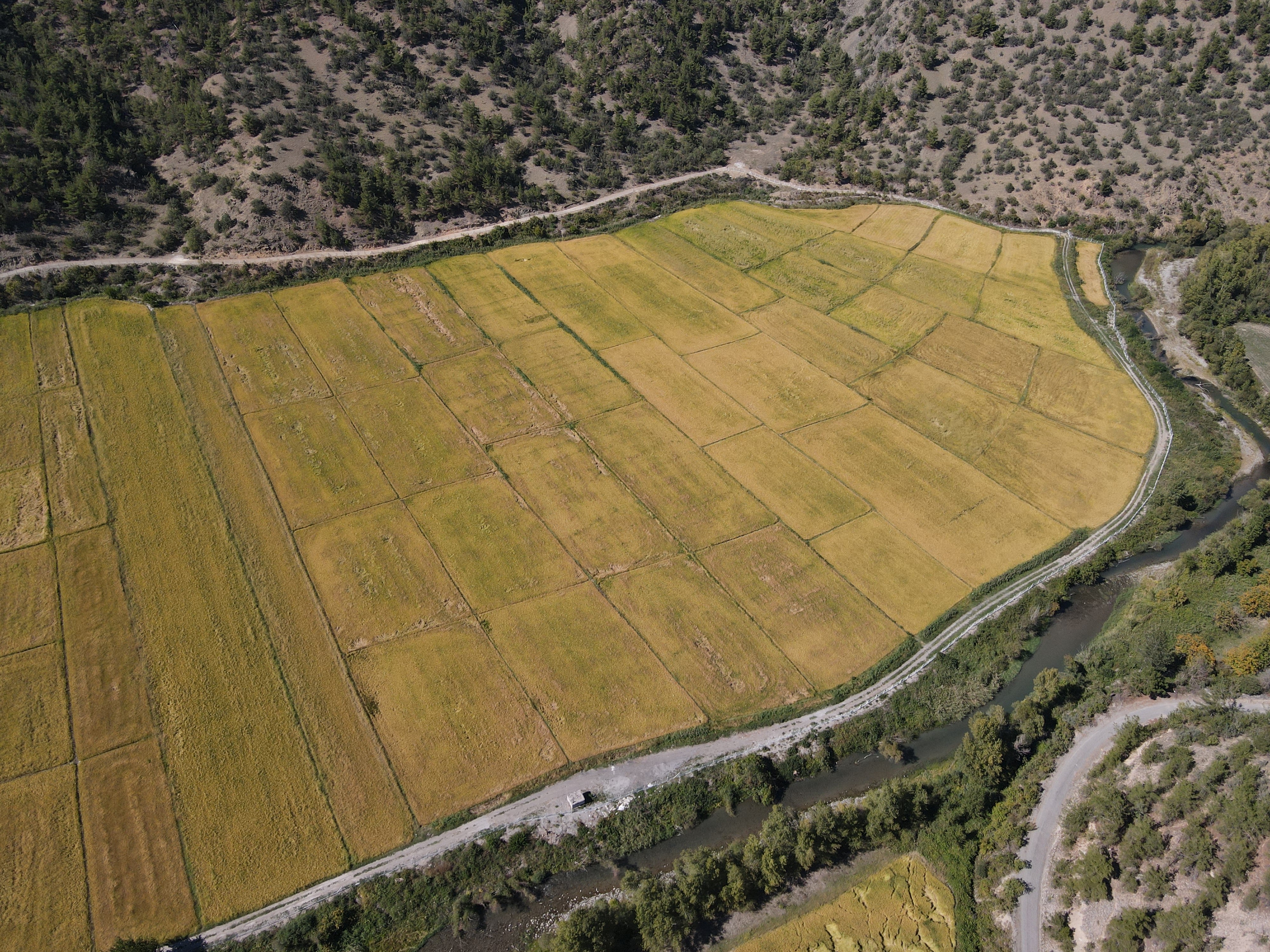 Domuzların Talan Ettiği Çeltik Tarlaları Yeniden Verimle Buluştu (4)