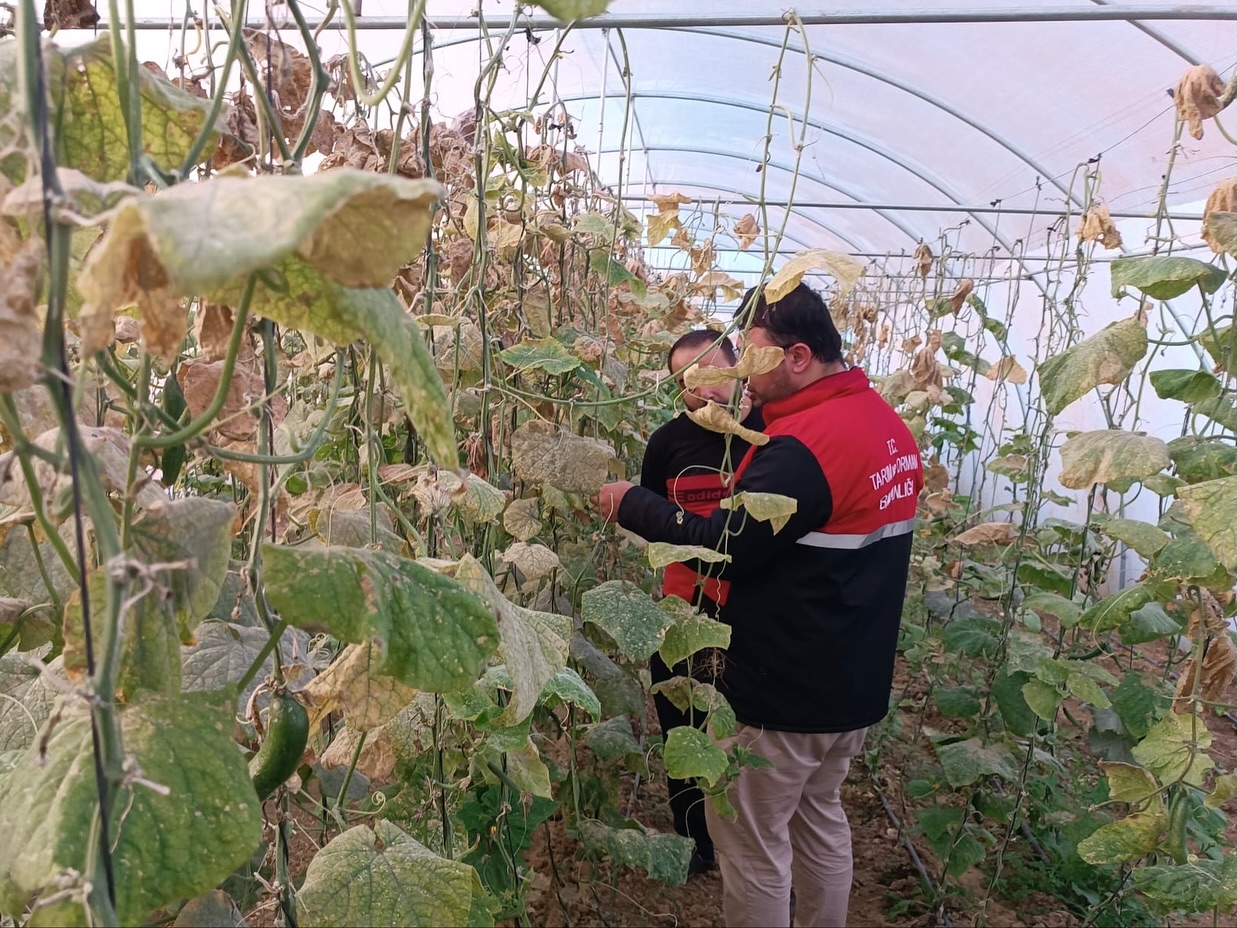 Kastamonu Il Tarım Ve Orman Müdürlüğü (2)-4