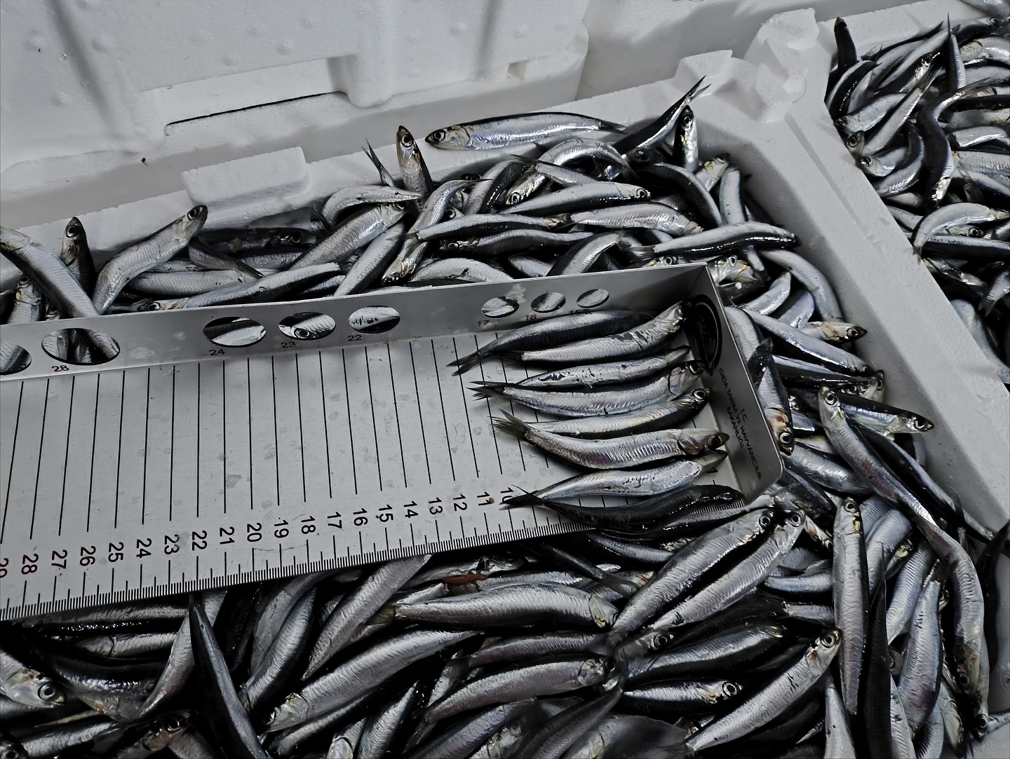 Kastamonu Il Tarım Ve Orman Müdürlüğü (3)-1