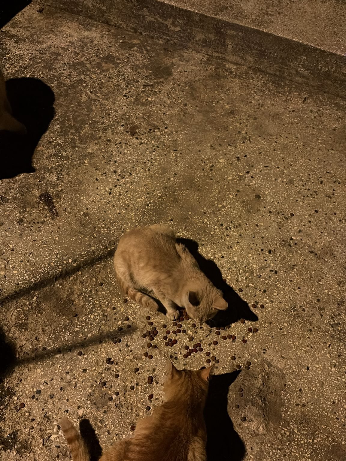 Taskopru Itfaiyesi Kedi Operasyonu (2)