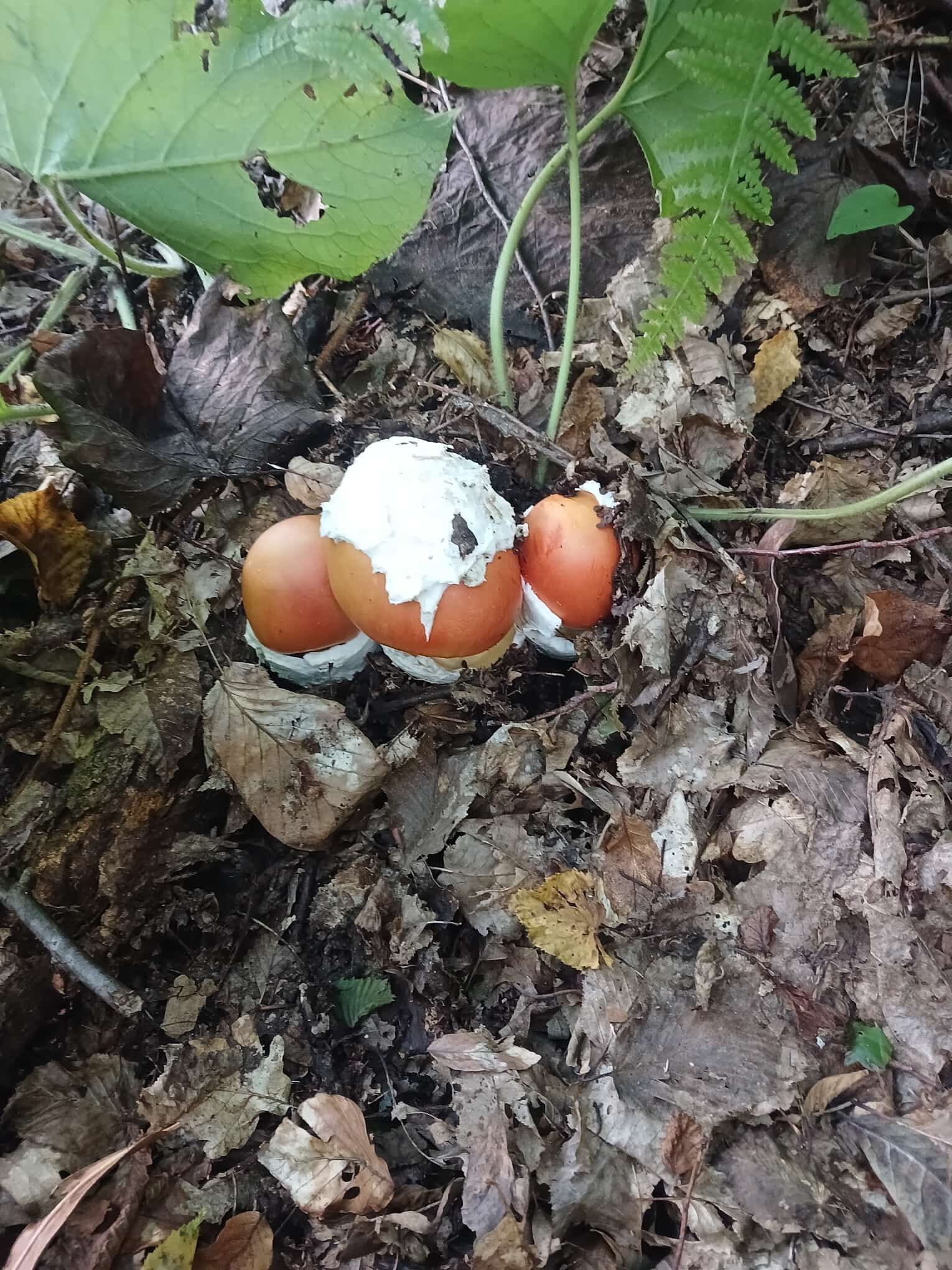 Yağmur Sonrası Cide Dağlarında Mantarlar Çoğaldı (3)