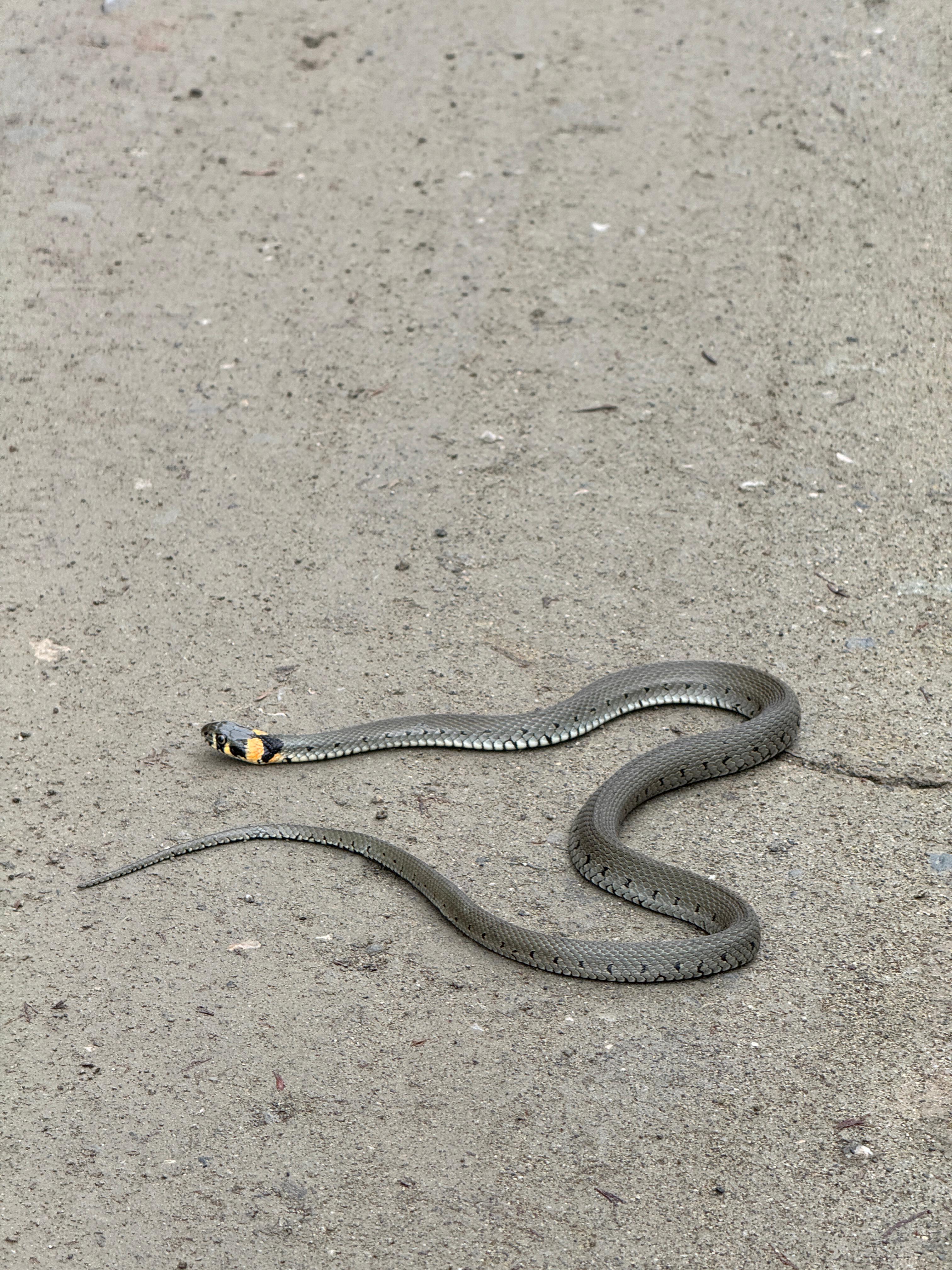 Yılan Kalp Çizerek Selamladı (2)