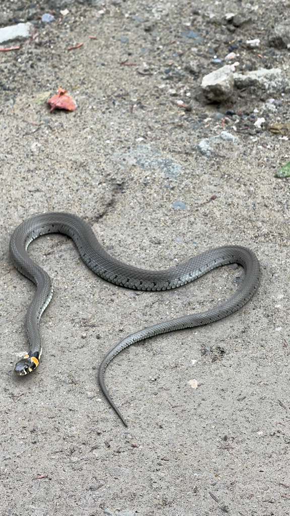 Yılan Kalp Çizerek Selamladı (4)