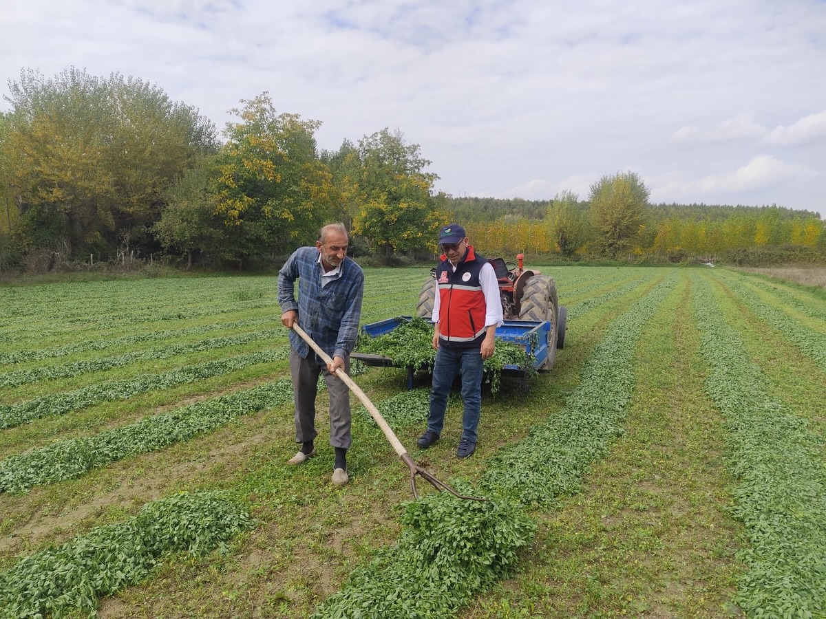 Yoncayı Beş Kez Biçti (2)