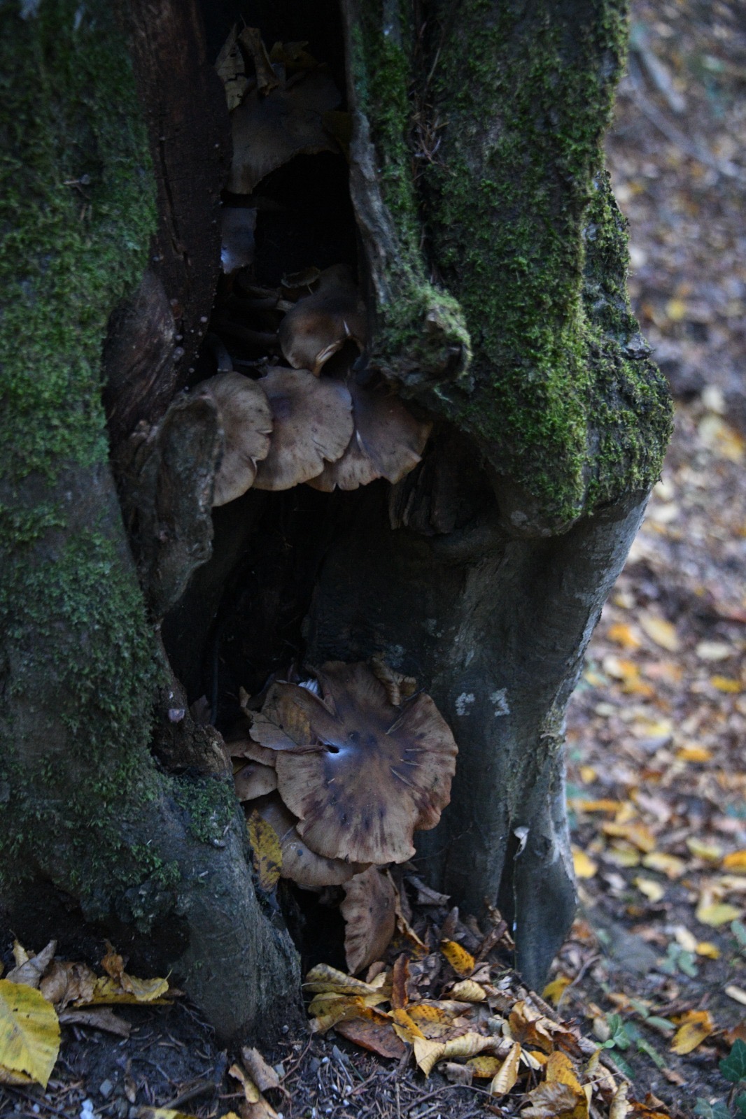 5948Cbcb F36A 4Adb A1Ea 08514Fd9B1Bc