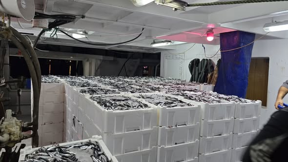 Çatalzeytin'de 11 Ton Hamsi Karaya Çıkarıldı! (3)