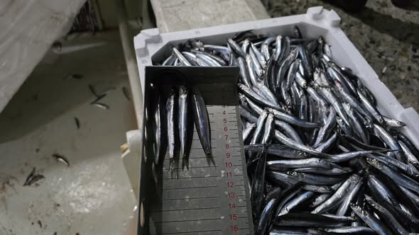 Çatalzeytin'de 11 Ton Hamsi Karaya Çıkarıldı! (4)