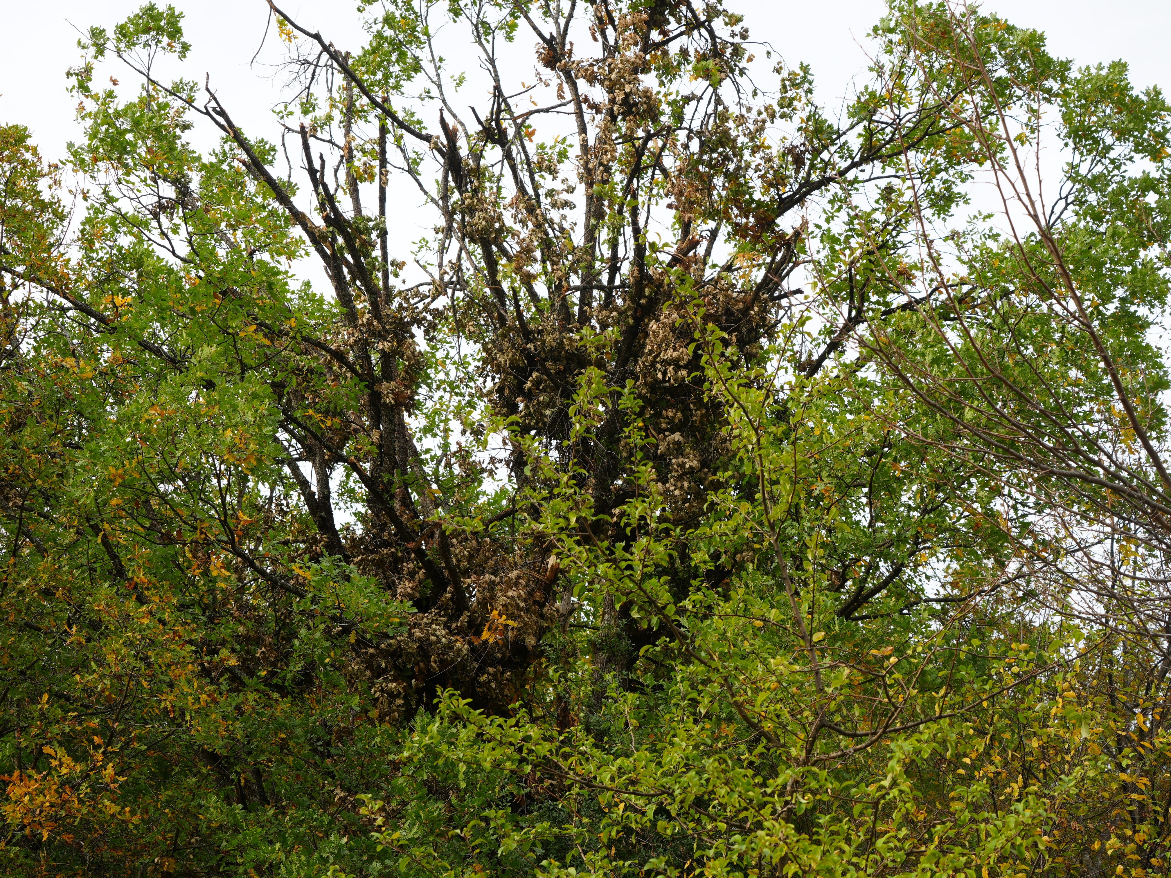 Cide’de Ayı Ailesinin Meşe Palamudu Ziyafeti Kamerada (1)