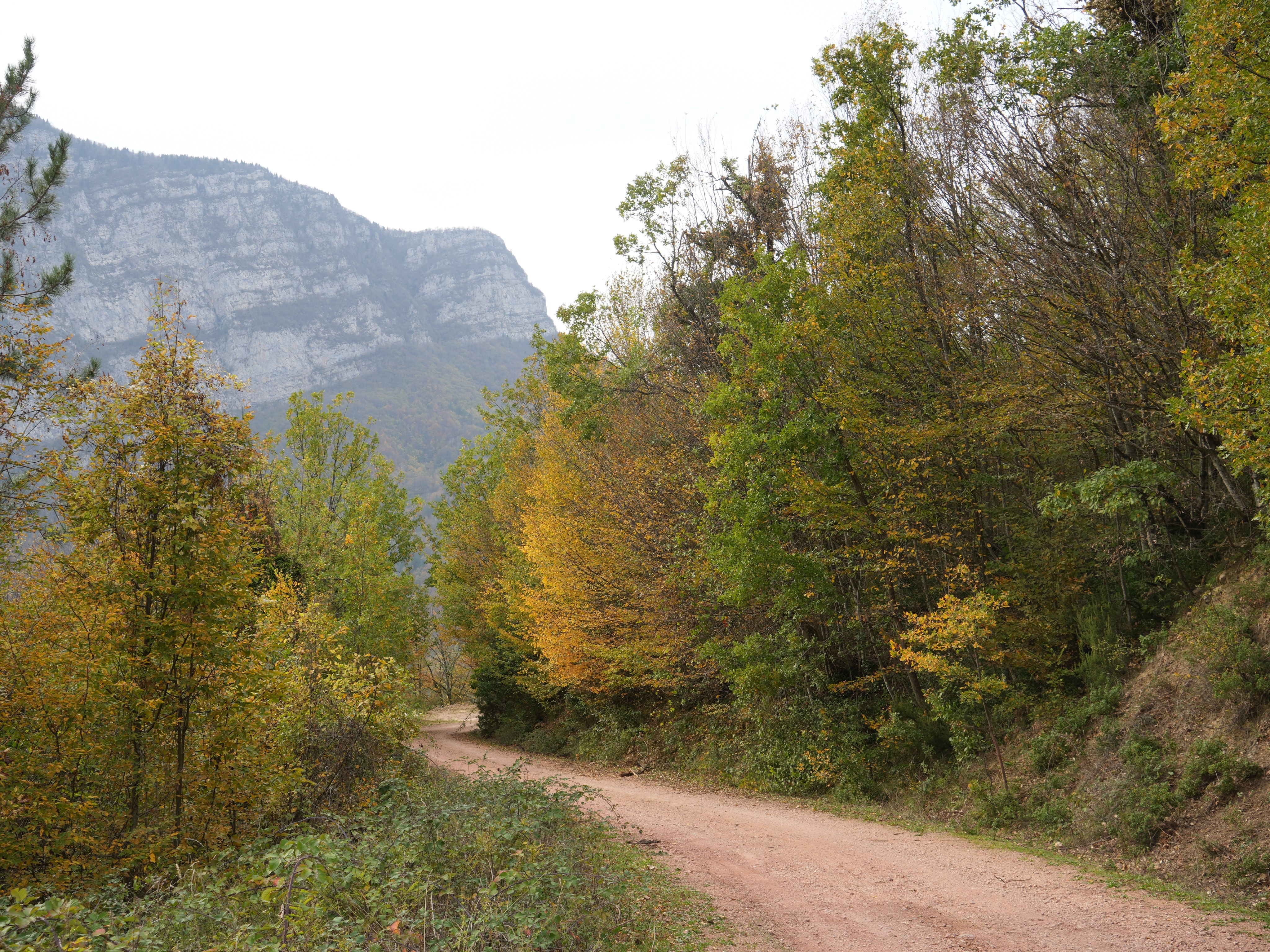 Cide’de Ayı Ailesinin Meşe Palamudu Ziyafeti Kamerada (4)