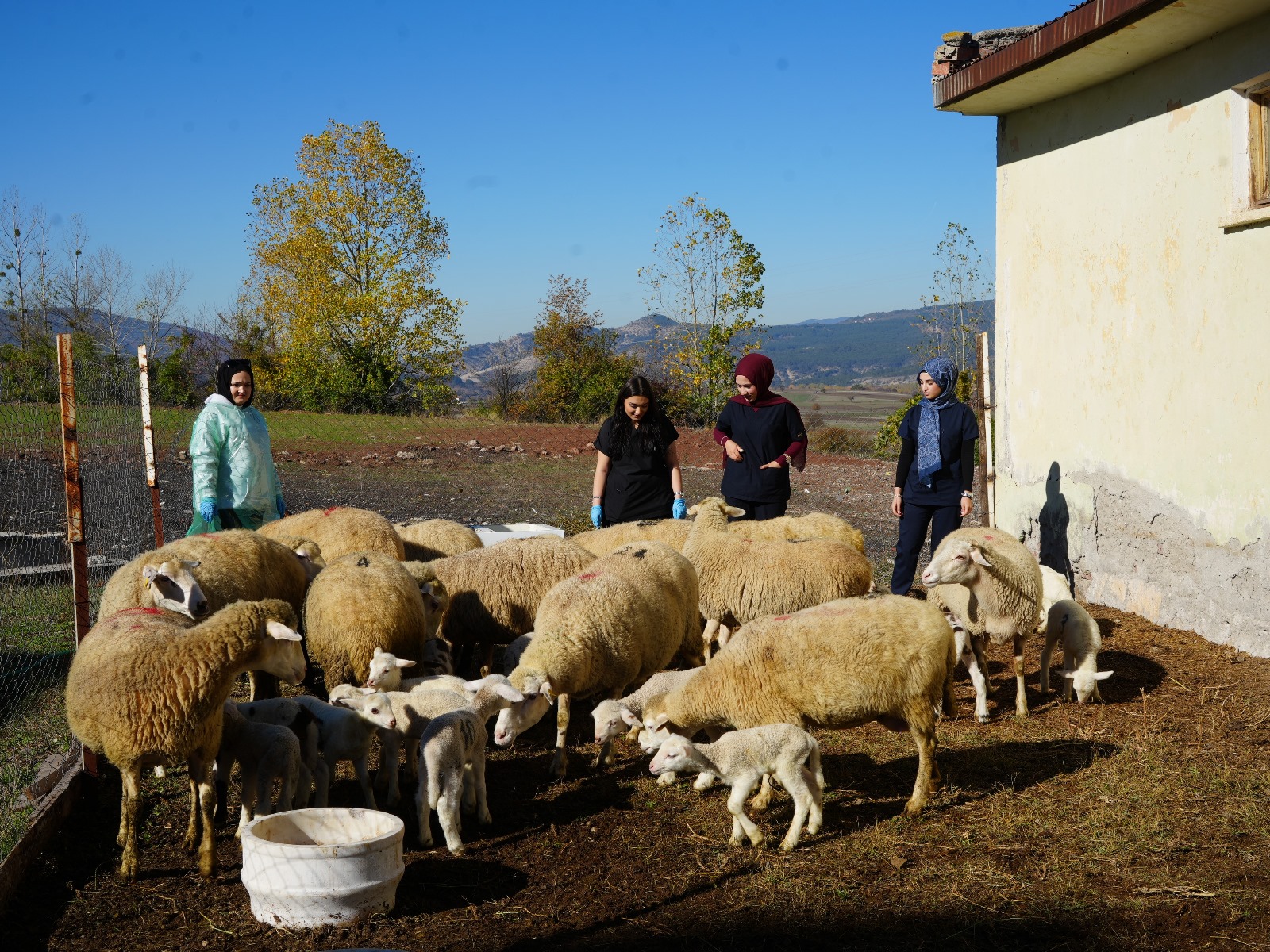 Kastamonu Universitesi Kuzular Dogdu (1)
