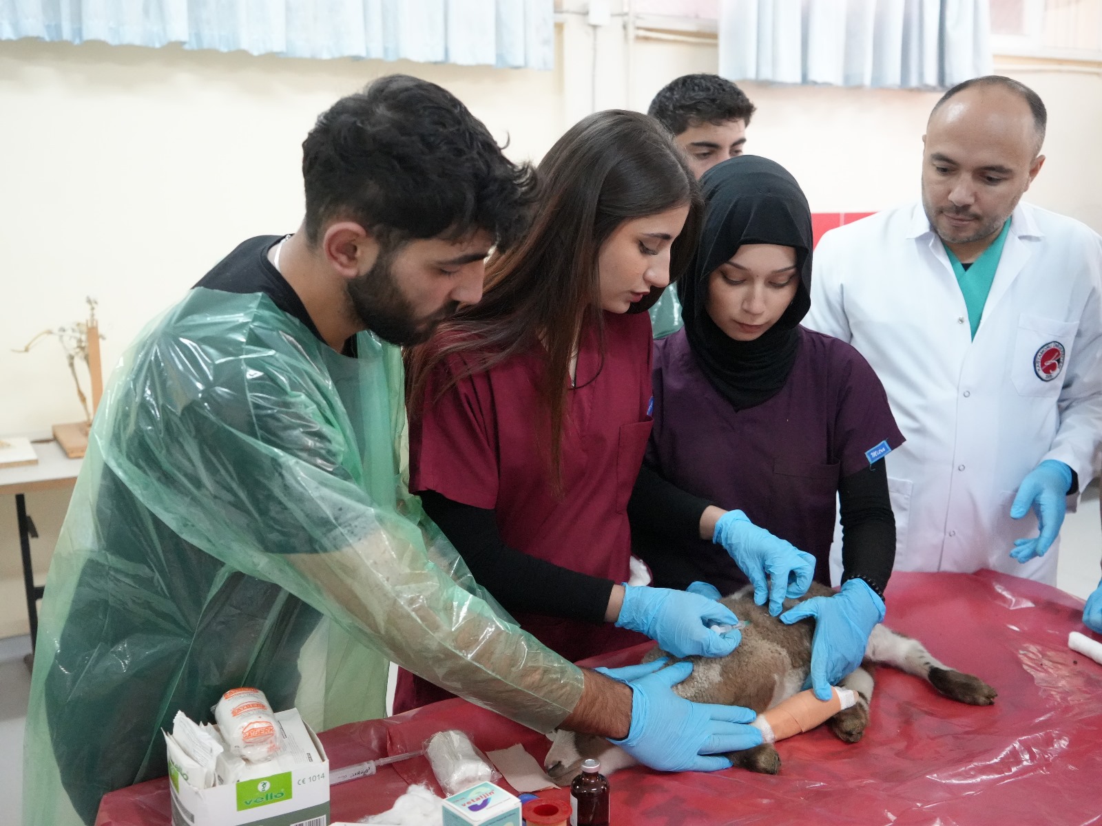 Kastamonu Universitesi Kuzular Dogdu (2)