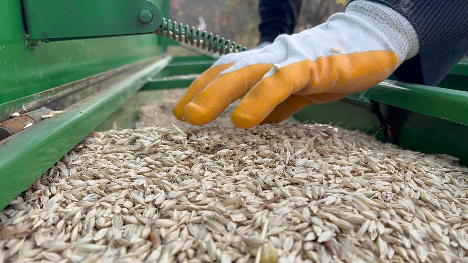 Kastamonu'da 12 Bin Yıllık Siyez Toprakla Buluştu (1)