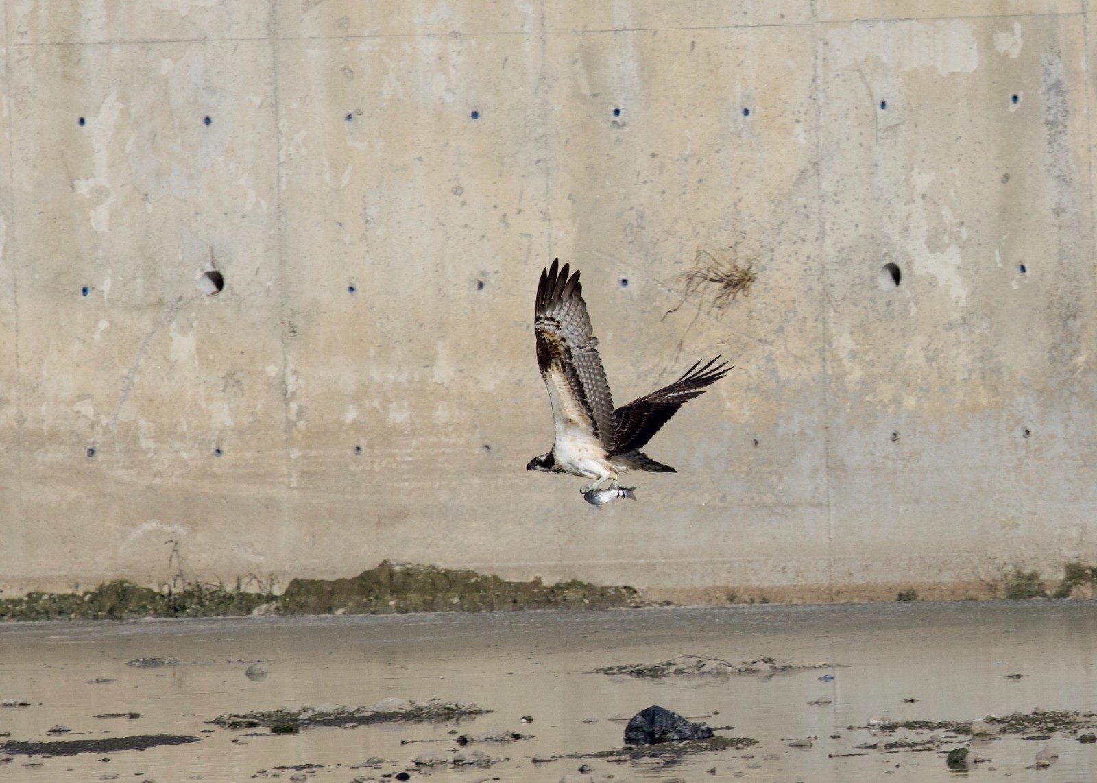 Kastamonu’da Balık Kartalları Avlanırken Görüntülendi (1)