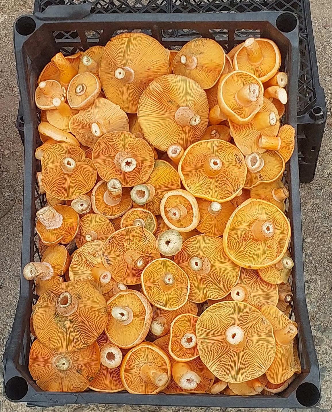 Kastamonulular Mantara Hasret Kaldı (3)