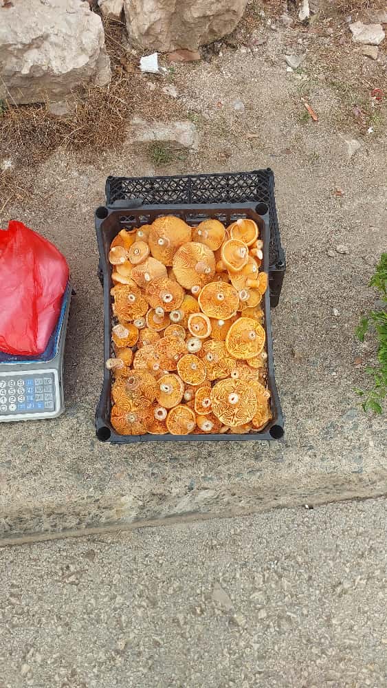 Kastamonulular Mantara Hasret Kaldı (4)