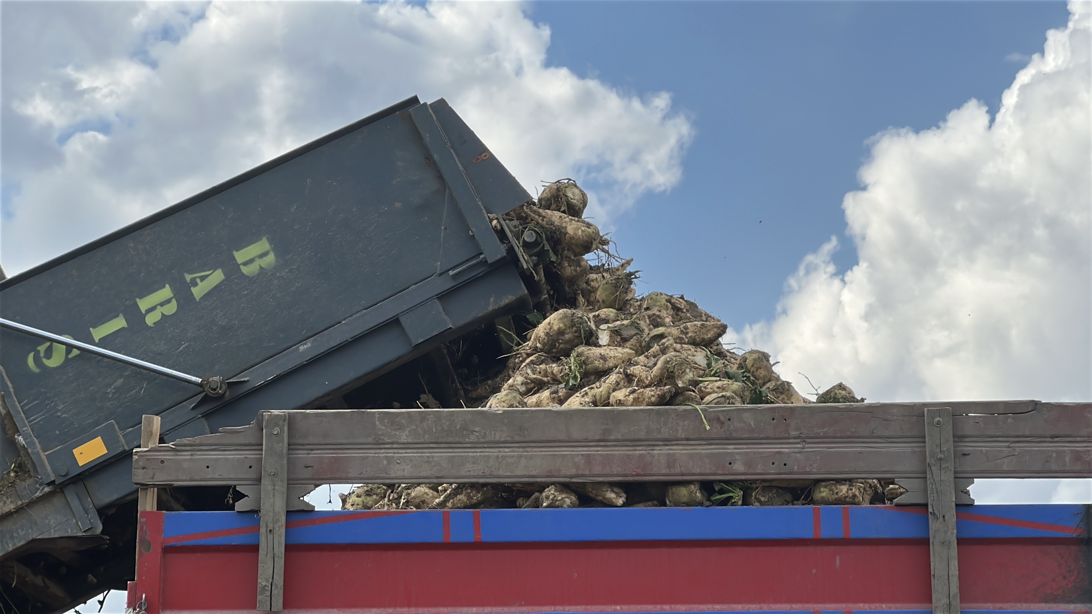 Kuraklığa Rağmen Kastamonu’da Pancar Mesaisi Sürdürülüyor (1)