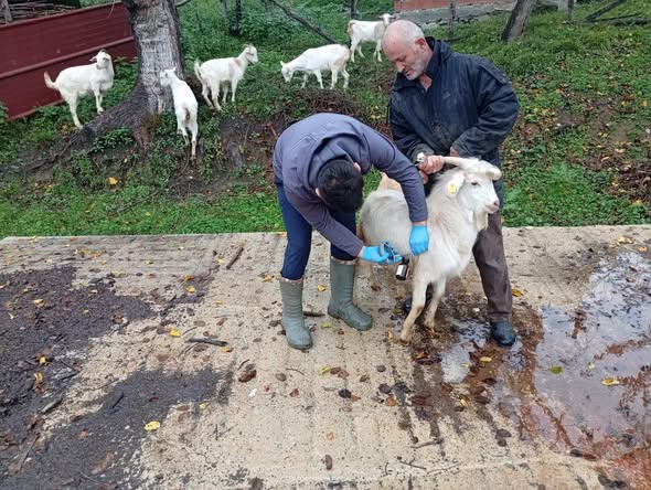 Tarım Müdürlüğü Ekiplerinden Çatalzeytin’de Aşılama Atağı (1)