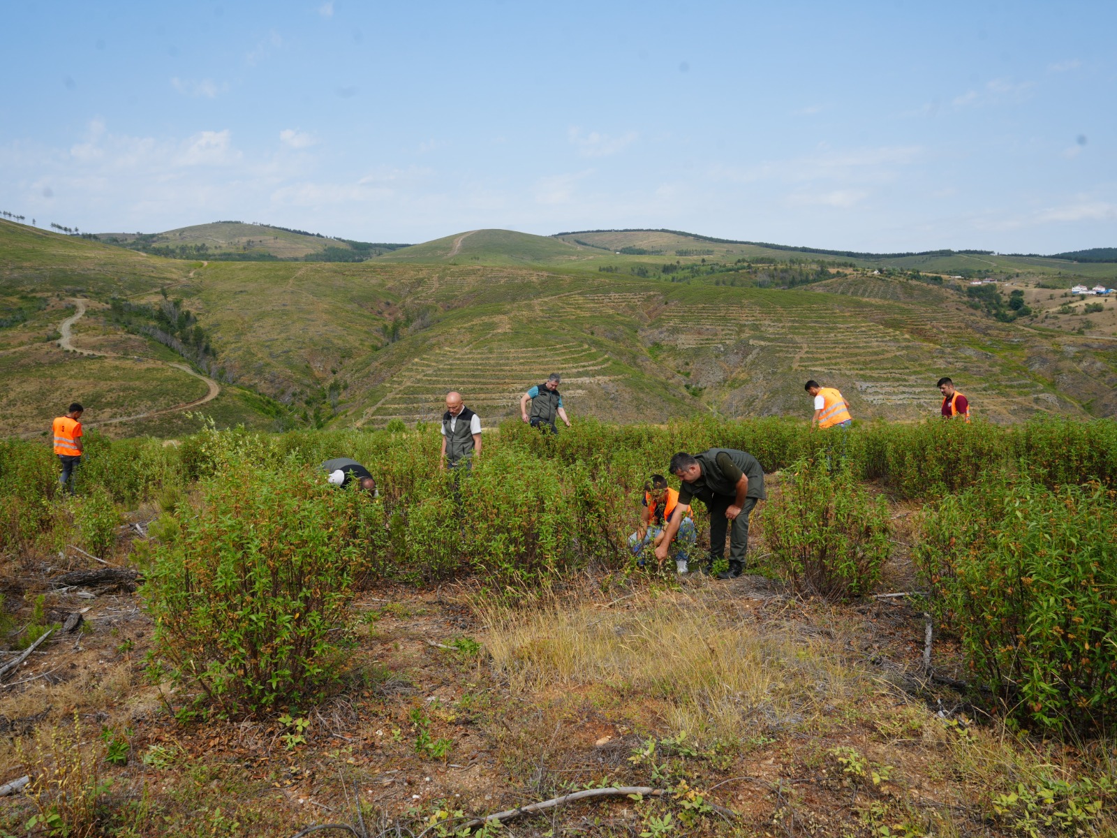 Taşköprü Yangin Sahasi (2)