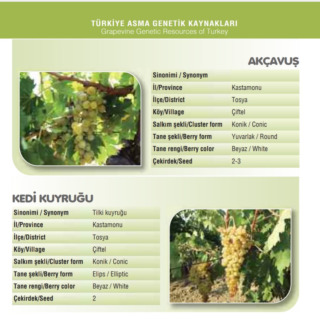 Afacan 20 Aralık Köşe Yazısı (1)