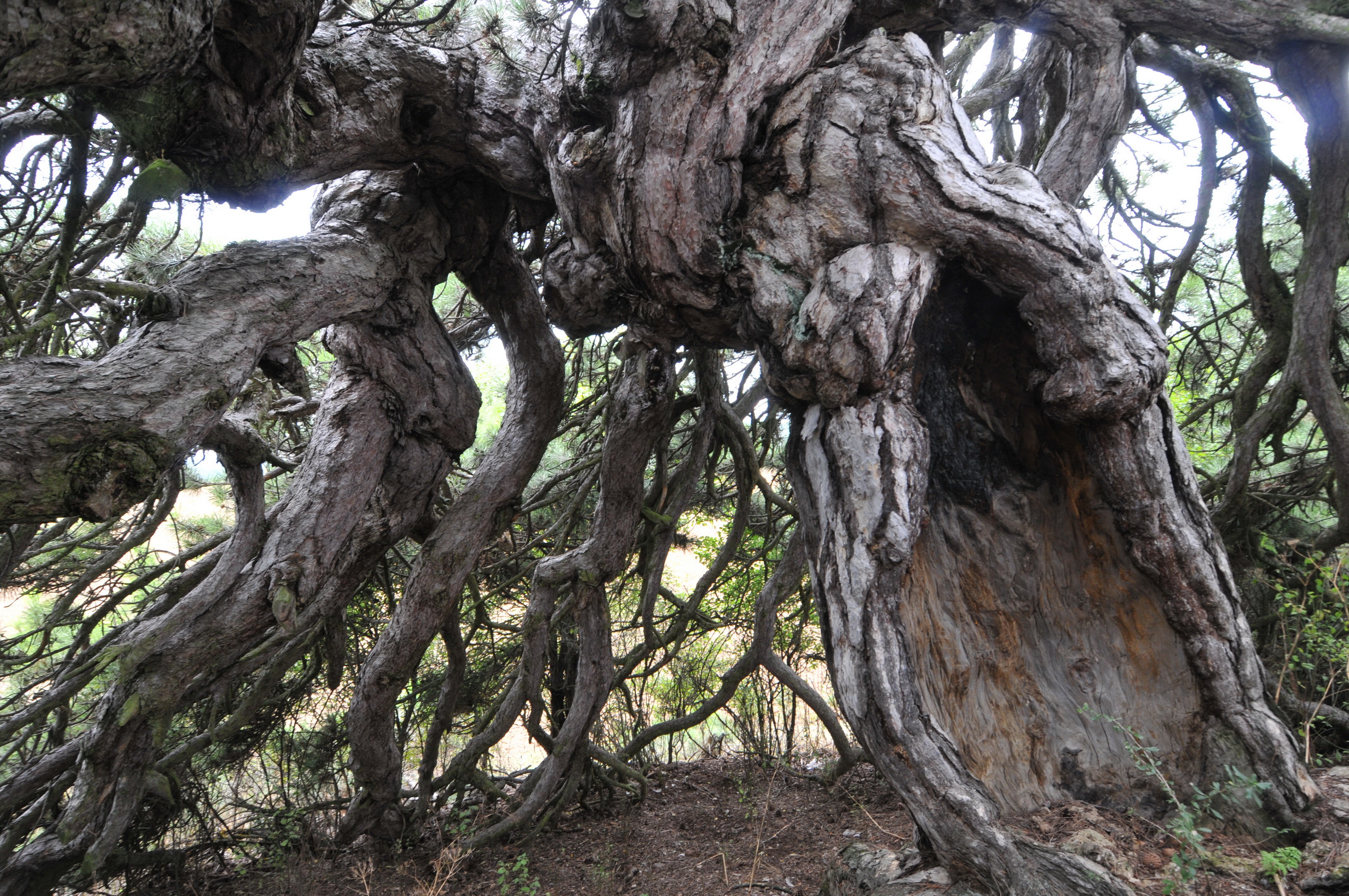 Çatalzeytin 2011 007