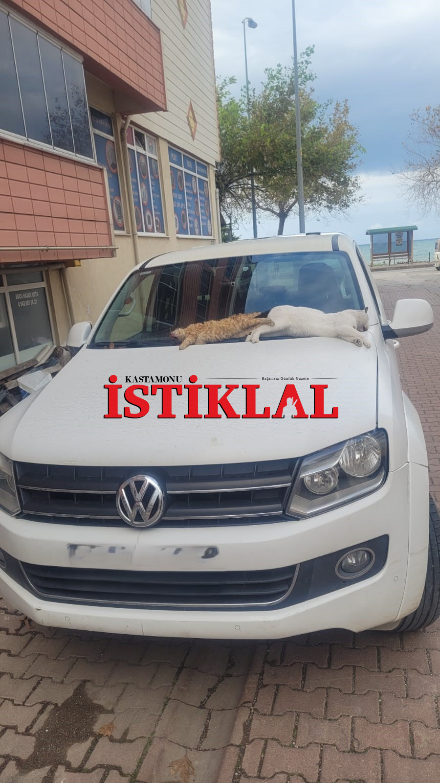 Cide Kedilerin Gozlerini Oymuşlar-1