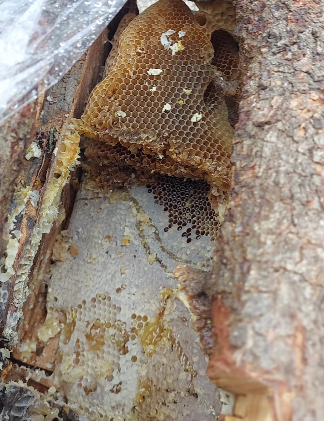 Doğal Karakovan Balına Ilgi Büyük… (2)