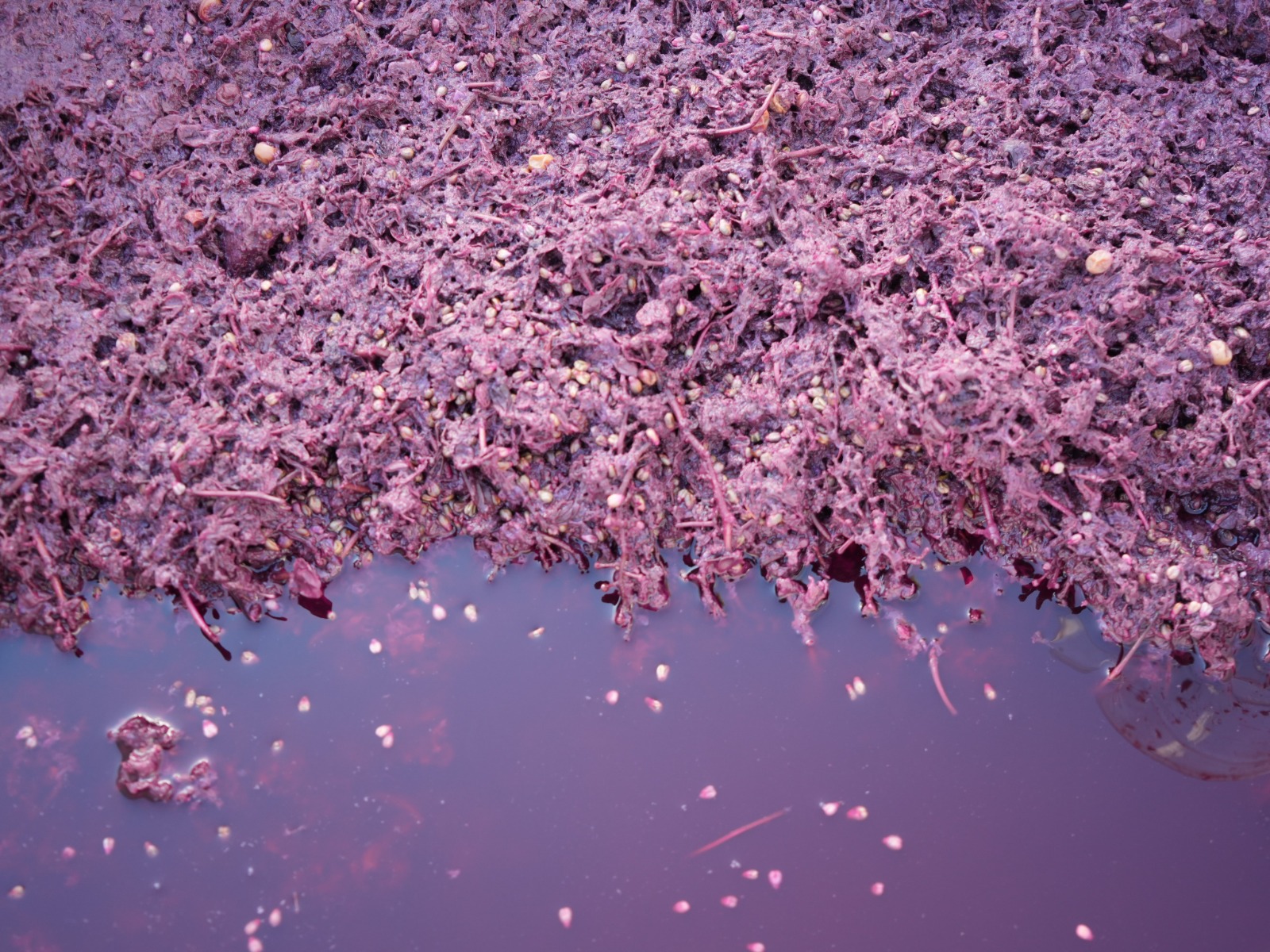 Kastamonu Kokulu Uzum (2)