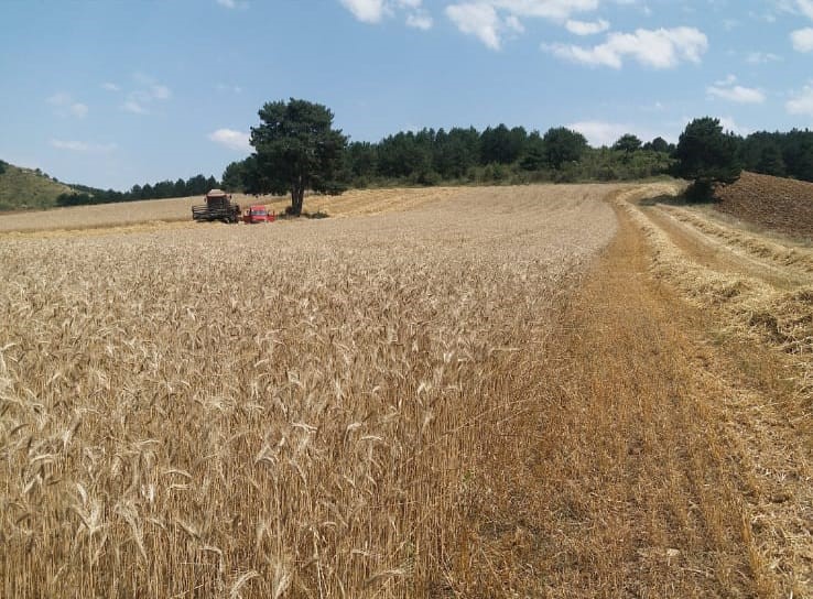 Mustafa Afacan Köşe (2)-58