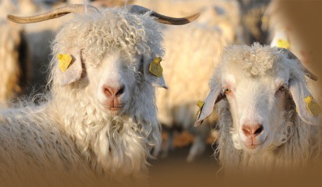 Mustafa Afacan Köşe (7)-3