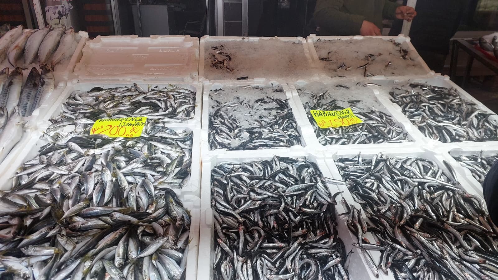 Salı Pazarı'nda Hamsi Rüzgarı!