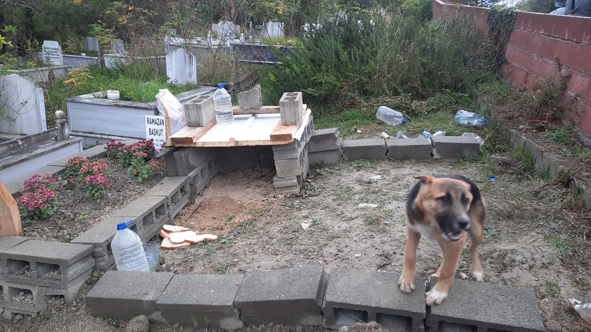 Vefat Eden Sahibinin Mezarından 48 Gündür Ayrılmıyor (1)