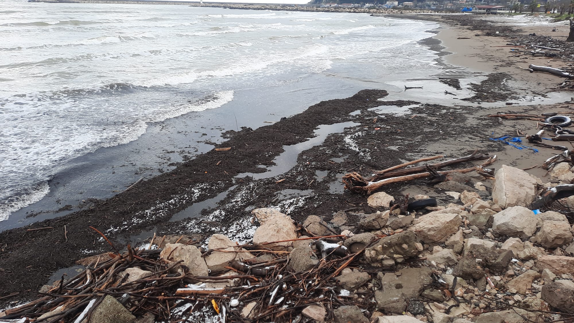 Cide Sahile Odun Kustu (1)