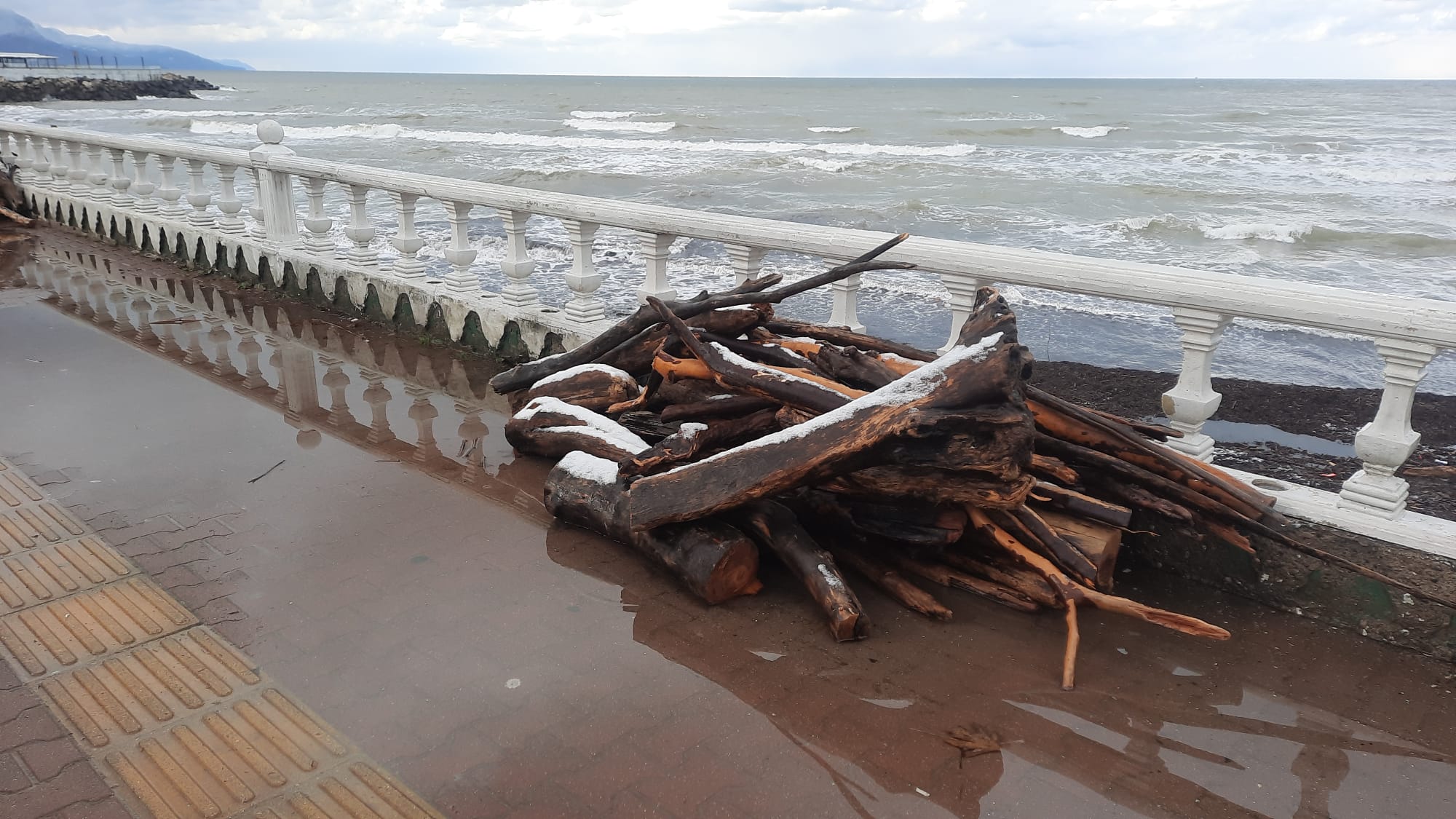 Cide Sahile Odun Kustu (4)