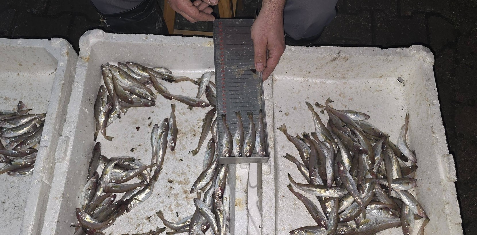 Kastamonu’da Denetim 1,5 Tonu Ortaya Çıkardı (2)-1