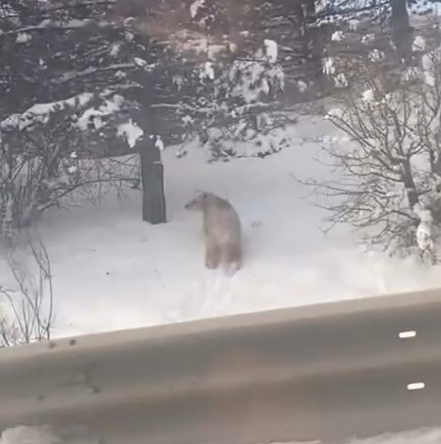 Kastamonu’da Karda Bata Çıka Yürüyen Bozayı Güldürdü (1)