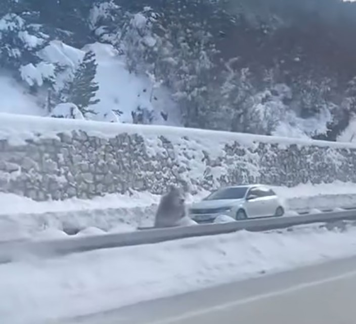 Kastamonu’da Karda Bata Çıka Yürüyen Bozayı Güldürdü (3)